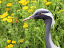 Demoiselle Crane (WWT Slimbridge August 2011) - pic by Nigel Key